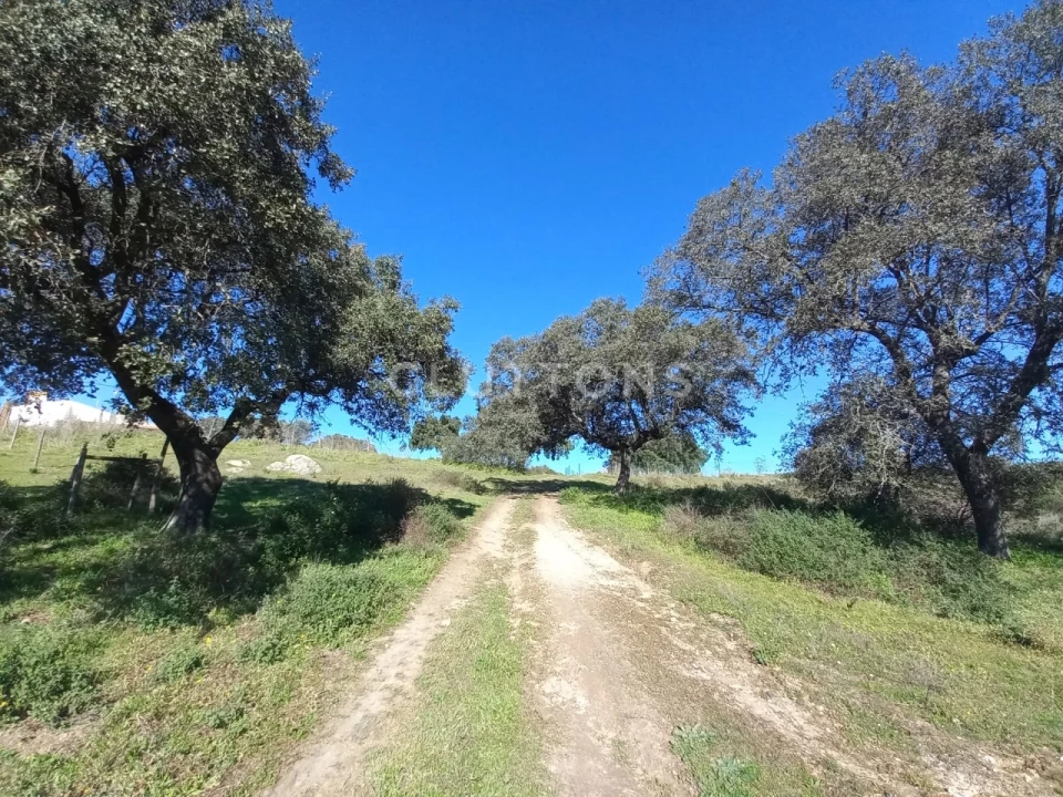 Terreno para Venda em Malagueira e Horta das Figueiras Foto 12