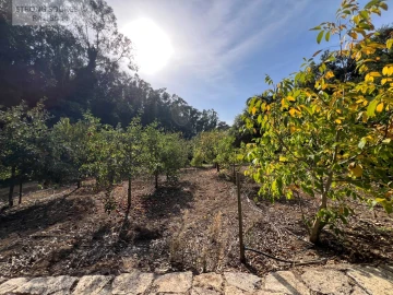 Quinta T5 para Venda em Carvalhal