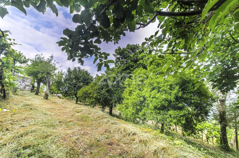 Moradia T3 para Venda em Cerva e Limões Foto 39