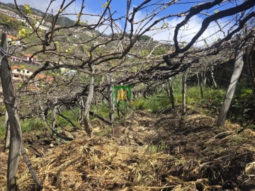 Terreno para Venda em Estreito de Camara de Lobos