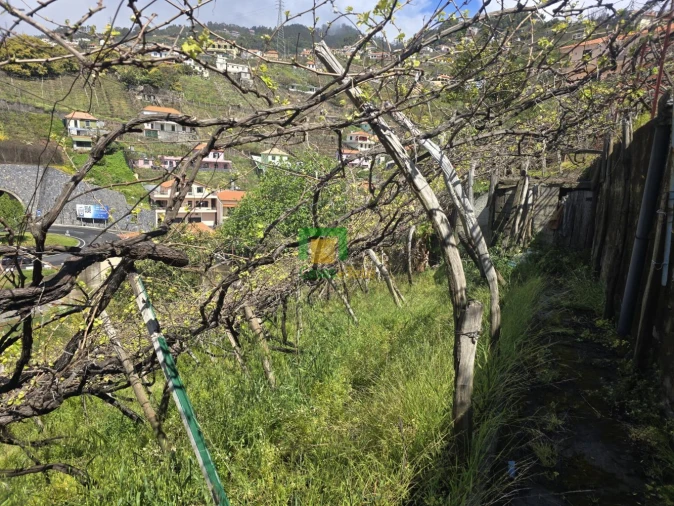 Terreno para Venda em Estreito de Camara de Lobos Foto 4