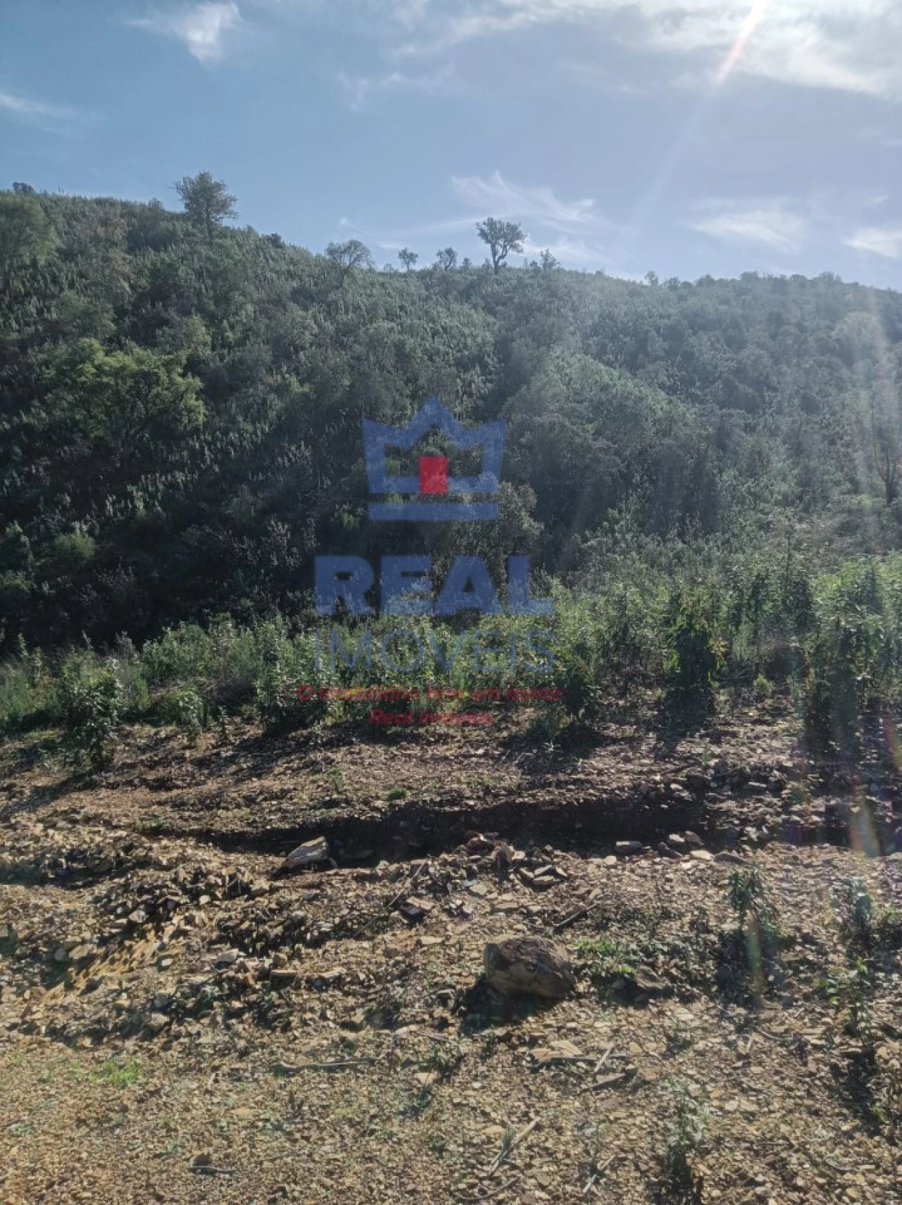 Terreno para Venda em Almodôvar e Graça dos Padrões Foto 2