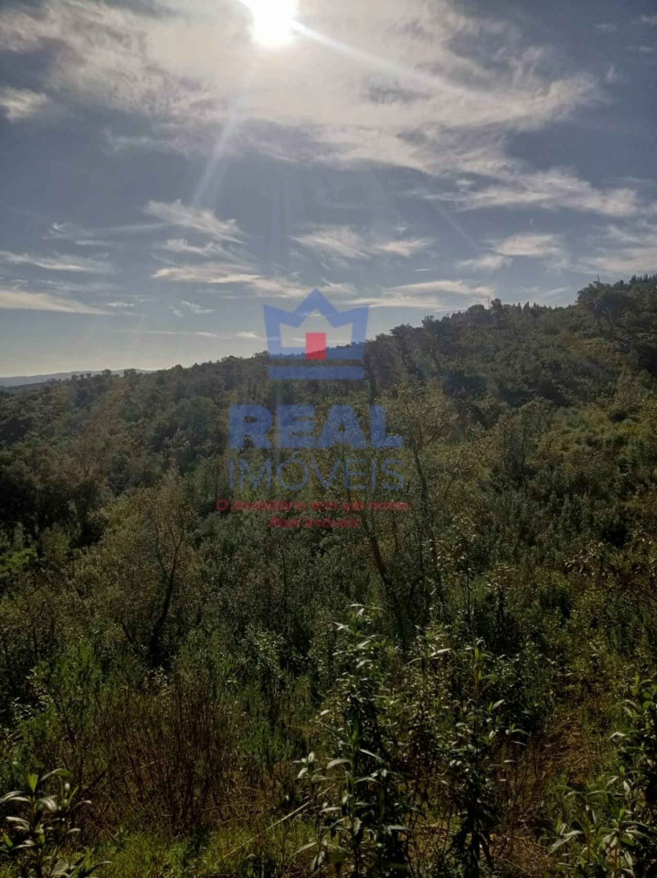 Terreno para Venda em Almodôvar e Graça dos Padrões Foto 5