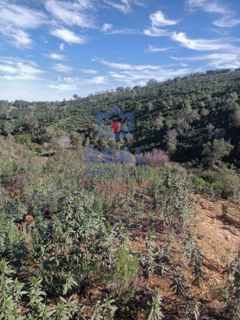 Terreno para Venda em Almodôvar e Graça dos Padrões