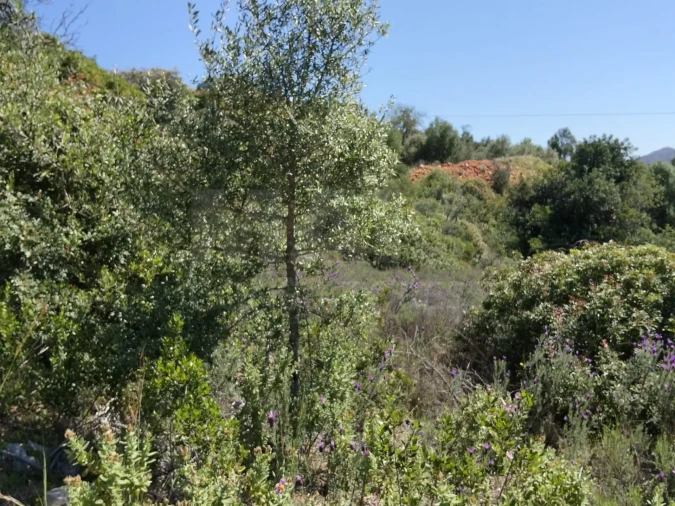 Terreno para Venda em Santa Barbara de Nexe Foto 9