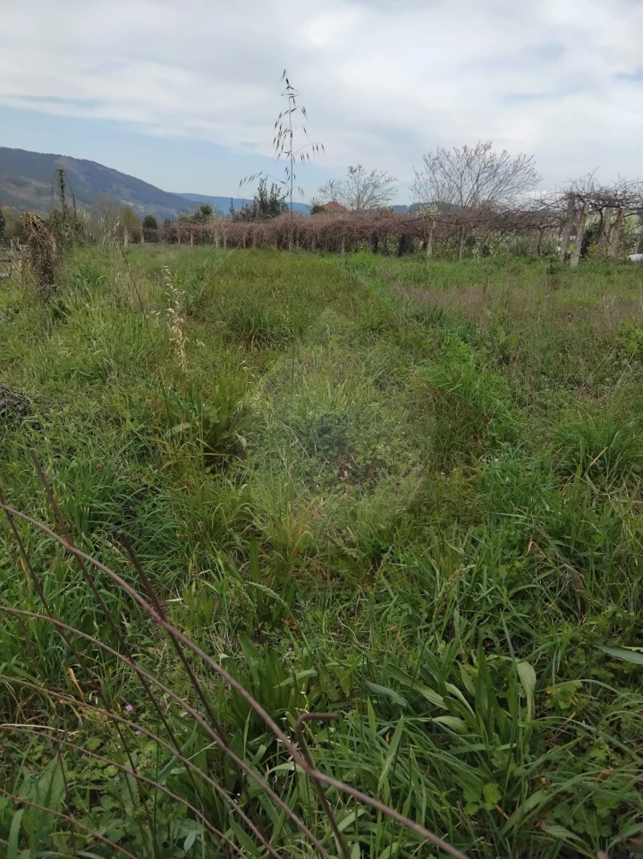 Terreno Misto para Venda em Chaviães e Paços Foto 7