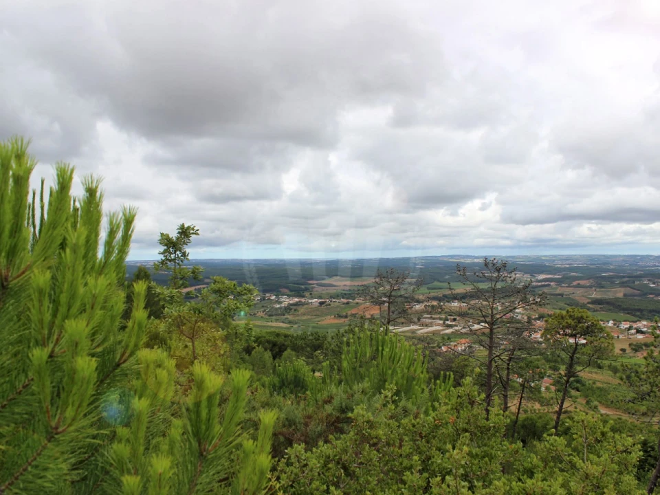 Terreno Agricola ou Rústico para Venda em Lamas e Cercal Foto 22