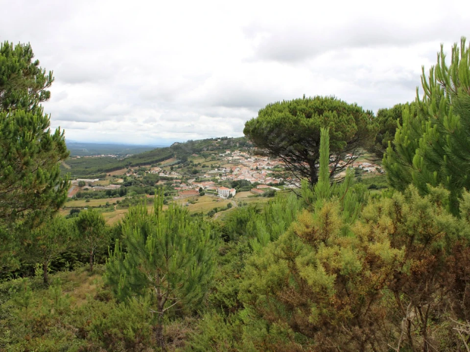 Terreno Agricola ou Rústico para Venda em Lamas e Cercal Foto 16