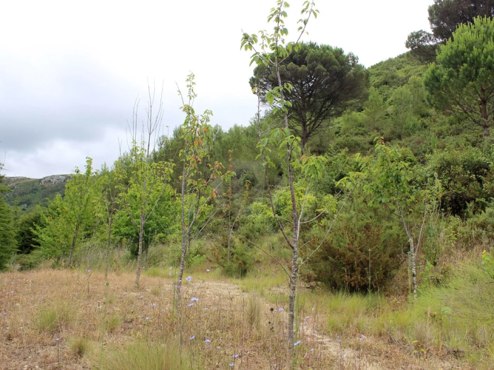 Terreno Agricola ou Rústico para Venda em Lamas e Cercal Foto 12