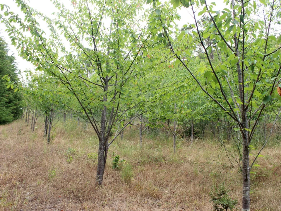 Terreno Agricola ou Rústico para Venda em Lamas e Cercal Foto 20