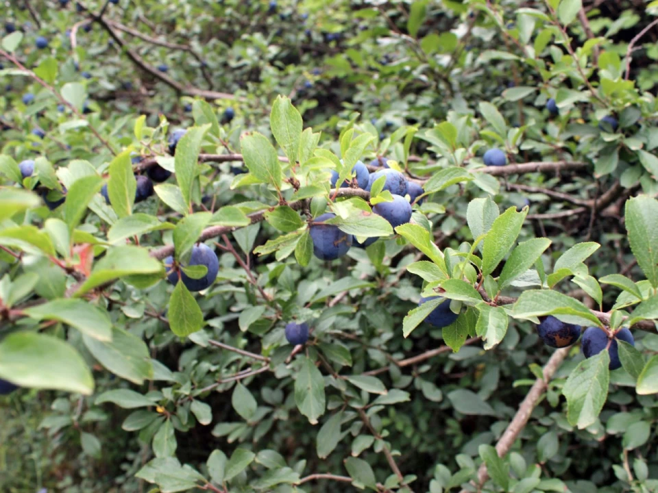 Terreno Agricola ou Rústico para Venda em Lamas e Cercal Foto 37