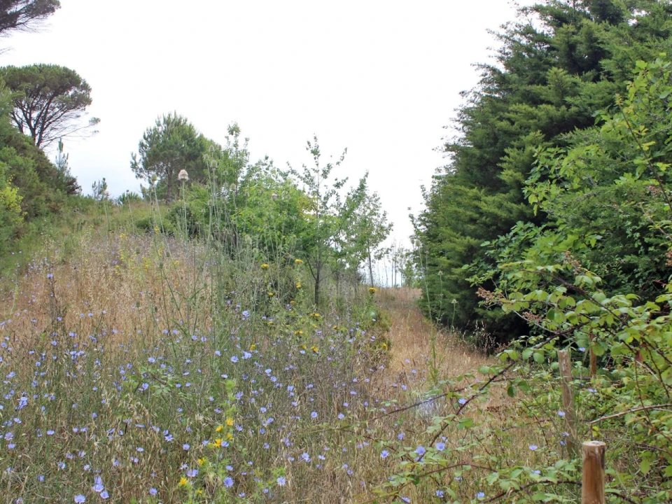 Terreno Agricola ou Rústico para Venda em Lamas e Cercal Foto 14