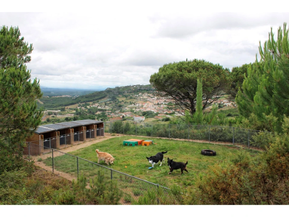 Terreno Agricola ou Rústico para Venda em Lamas e Cercal Foto 15