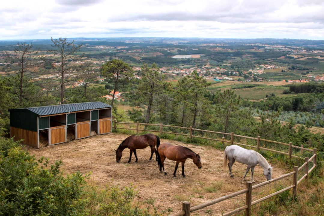 Terreno Agricola ou Rústico para Venda em Lamas e Cercal Foto 6