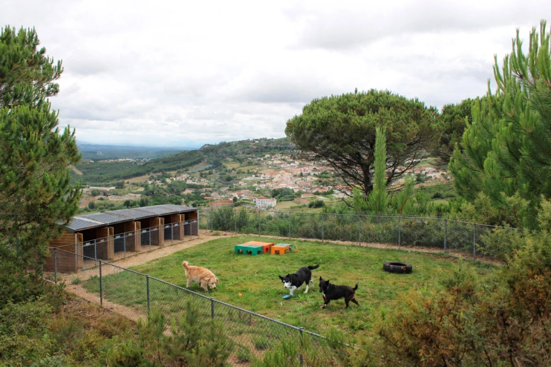 Terreno Agricola ou Rústico para Venda em Lamas e Cercal Foto 15