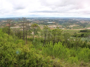 Terreno Agricola ou Rústico para Venda em Lamas e Cercal