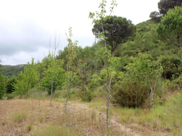 Terreno Agricola ou Rústico para Venda em Lamas e Cercal