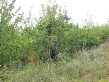 Terreno Agricola ou Rústico para Venda em Lamas e Cercal