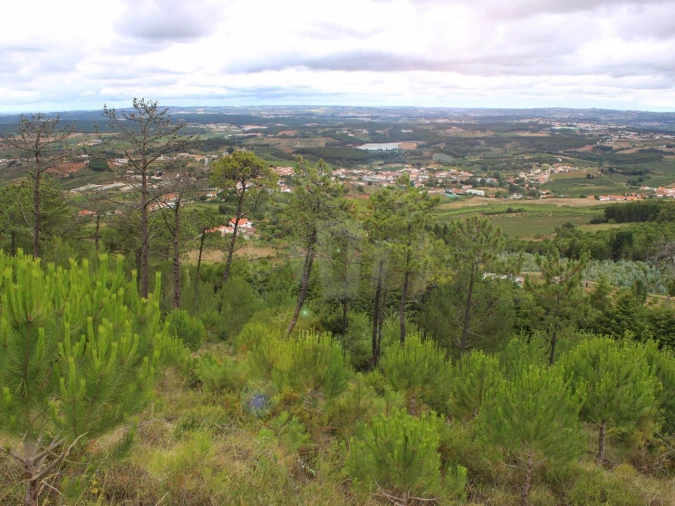 Terreno Agricola ou Rústico para Venda em Lamas e Cercal Foto 8