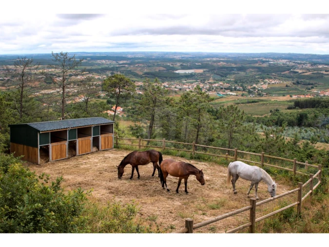 Terreno Agricola ou Rústico para Venda em Lamas e Cercal Foto 6