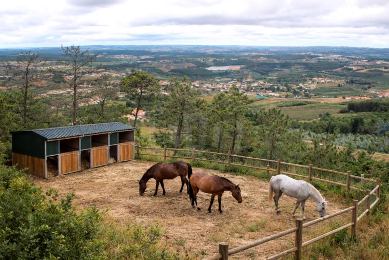 Terreno Agricola ou Rústico para Venda em Lamas e Cercal Foto 6