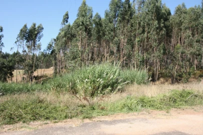 Terreno para Venda em Vidais