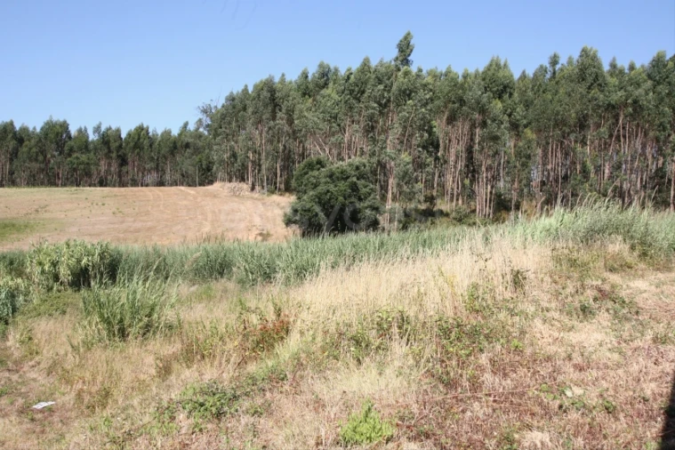 Terreno para Venda em Vidais Foto 16