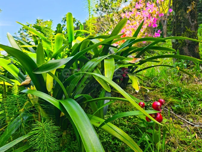 Moradia T2 para Venda em Ajuda da Bretanha Foto 26