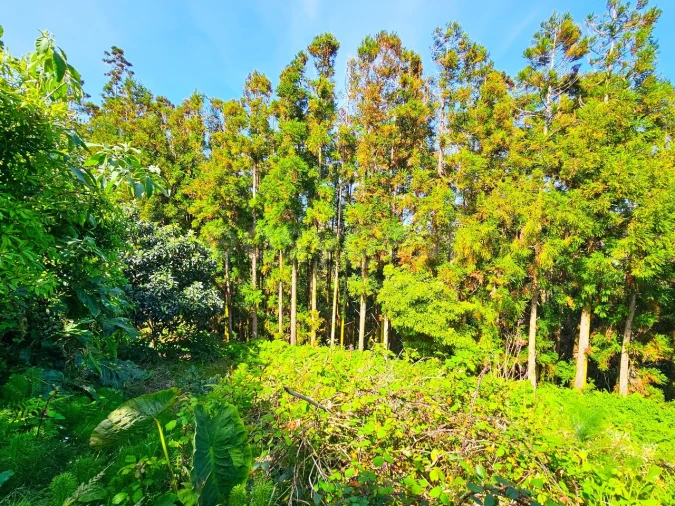 Moradia T2 para Venda em Ajuda da Bretanha Foto 30