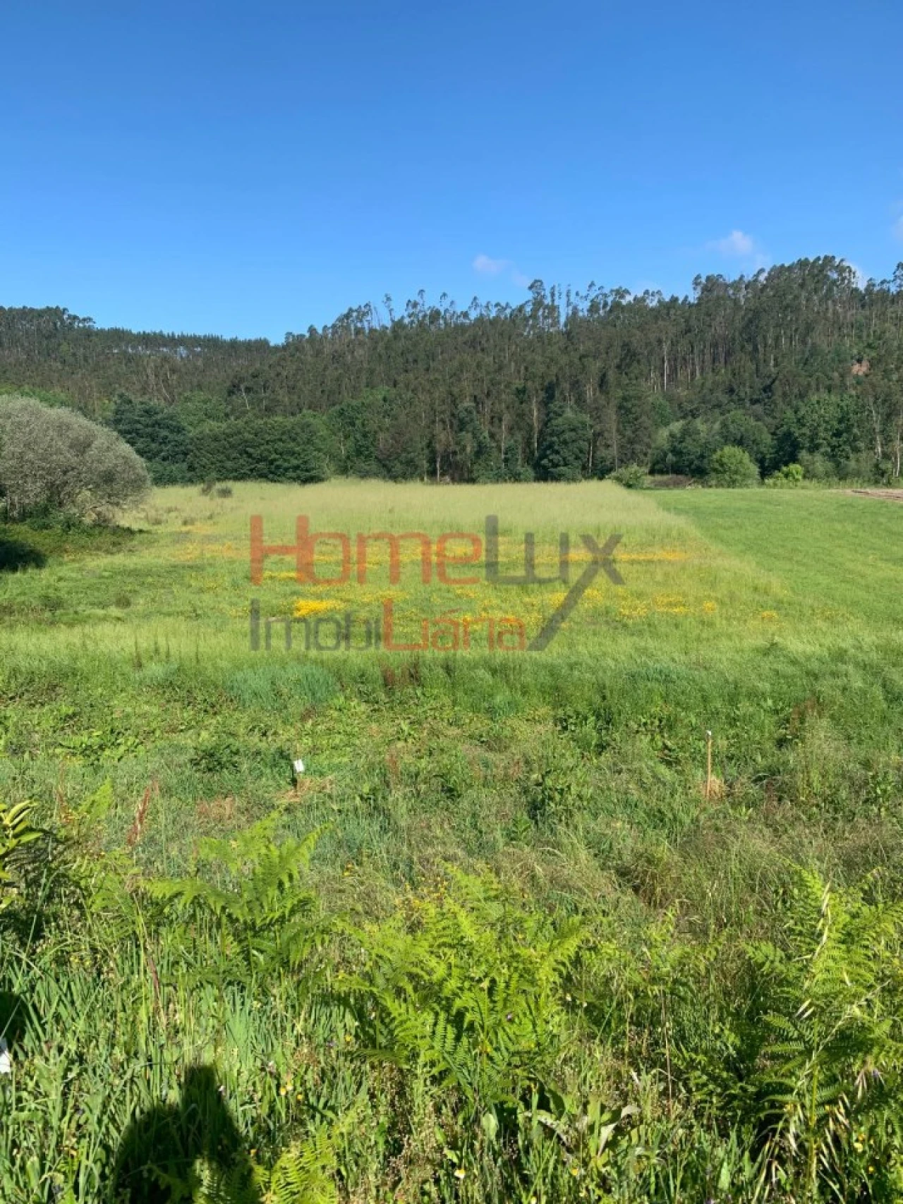 Terreno para Venda em Trofa, Segadães e Lamas do Vouga Foto 8