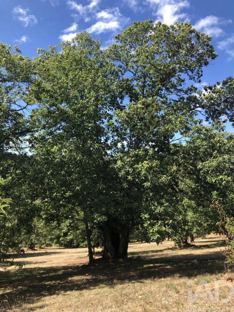 Quinta para Venda em Paramio Foto 4