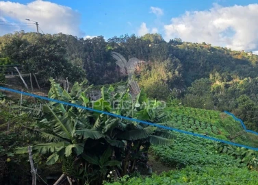 Terreno para Venda em Ilha