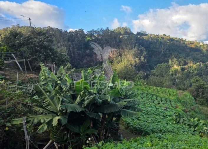 Terreno para Venda em Ilha Foto 4