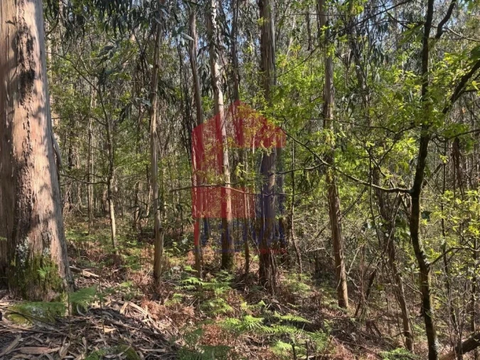 Terreno para Venda em Sande, Vilarinho, Barros e Gomide Foto 6