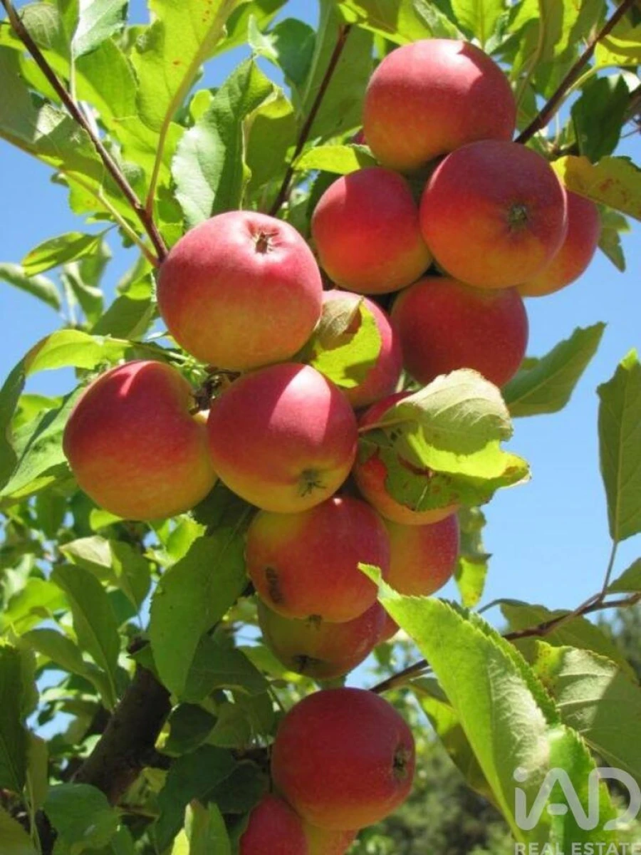 Quinta T2 para Venda em São Cosmado Foto 22