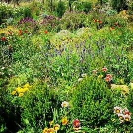 Terreno para Venda em Colares