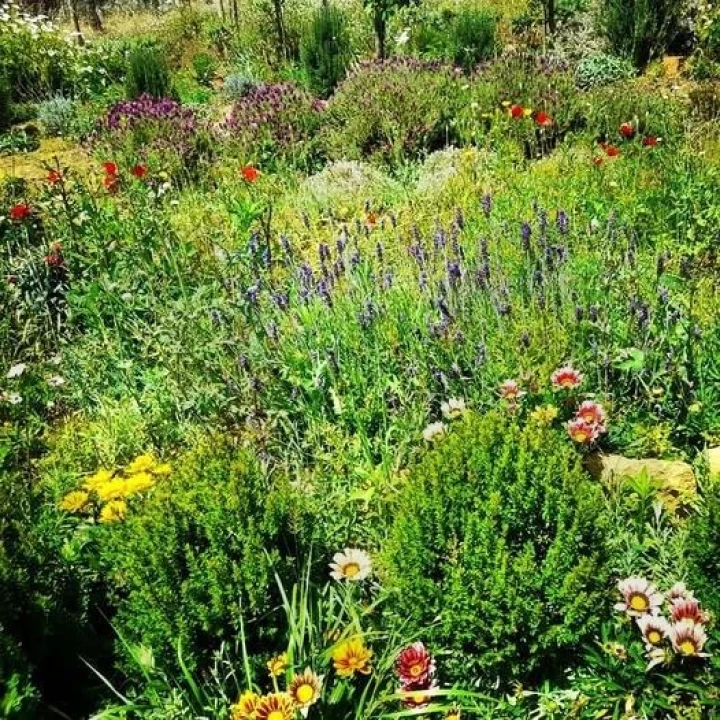 Terreno para Venda em Colares Foto 18