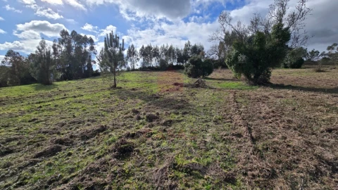 Terreno para Venda em Lamas e Cercal