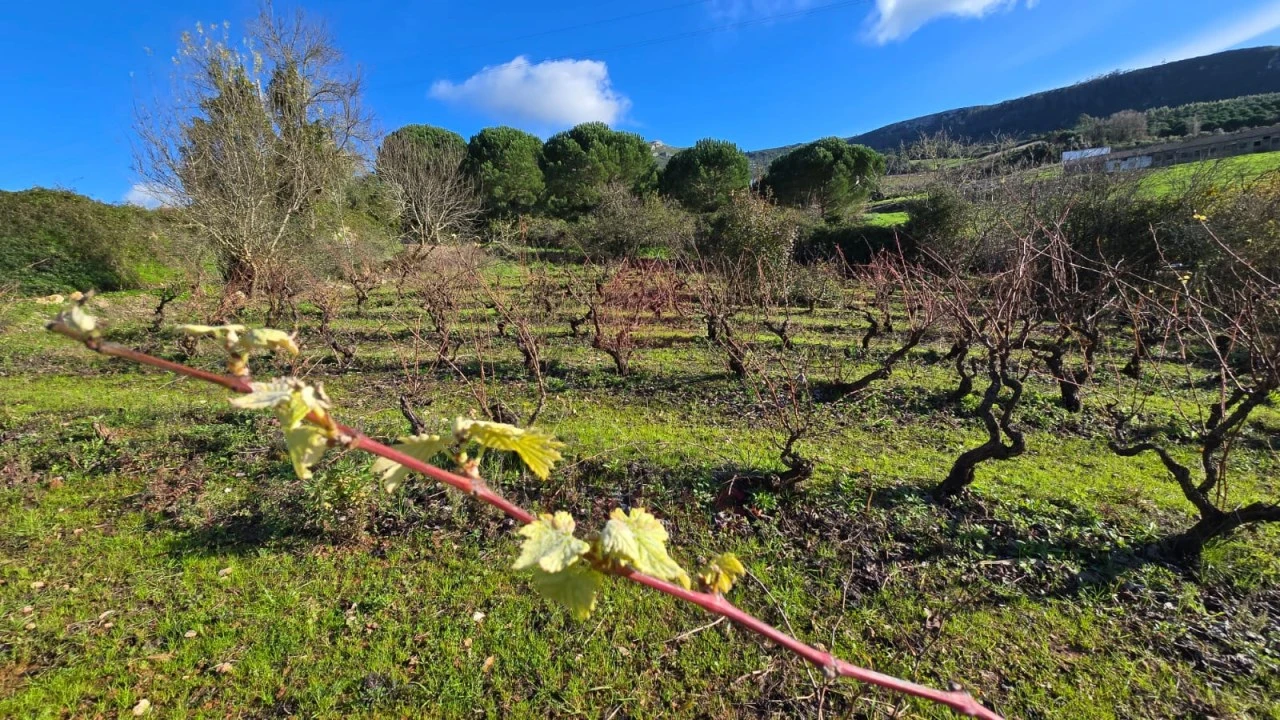 Terreno para Venda em Lamas e Cercal Foto 1