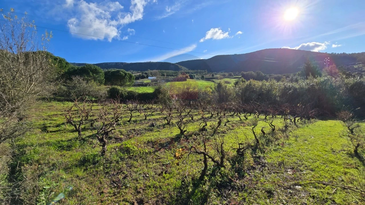 Terreno para Venda em Lamas e Cercal Foto 2