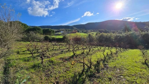 Terreno para Venda em Lamas e Cercal