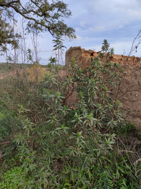 Terreno para Venda em São Marcos da Serra