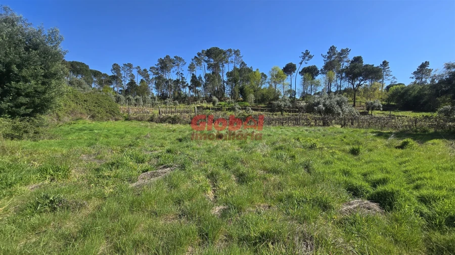 Terreno Agricola ou Rústico para Venda em Silgueiros Foto 2