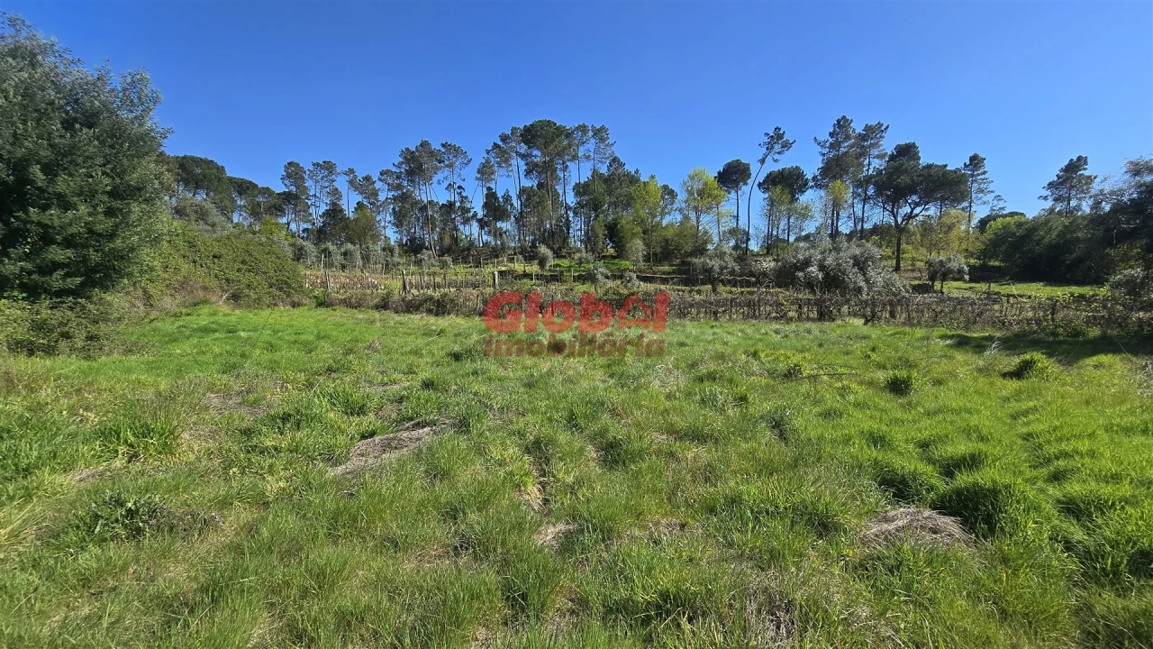 Terreno Agricola ou Rústico para Venda em Silgueiros Foto 2