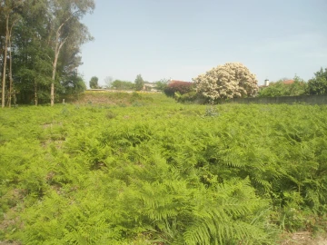 Terreno para Venda em Reboreda e Nogueira