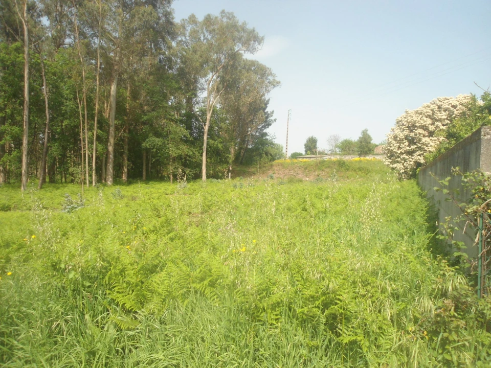 Terreno para Venda em Reboreda e Nogueira Foto 2