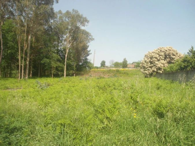 Terreno para Venda em Reboreda e Nogueira Foto 3