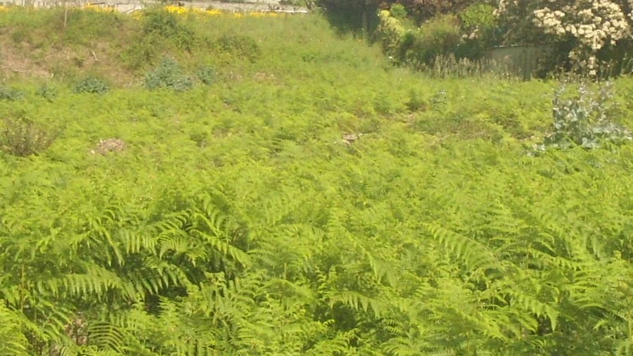 Terreno para Venda em Reboreda e Nogueira