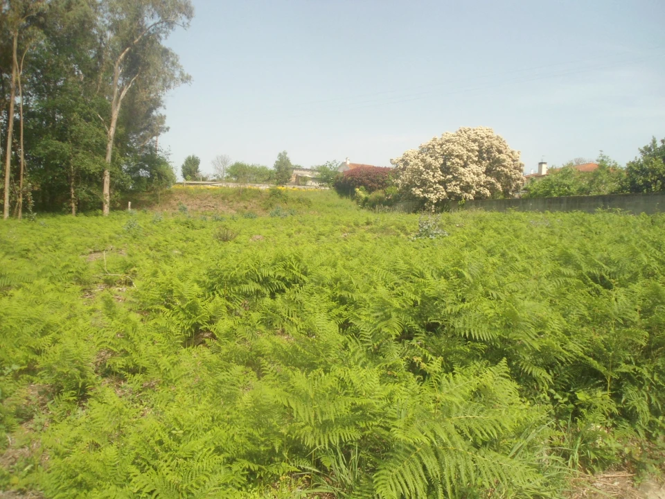 Terreno para Venda em Reboreda e Nogueira Foto 1