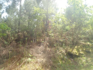 Terreno para Venda em Sapardos